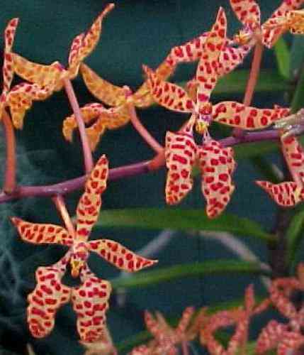Renanthera monachica 